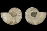 Bargain, Cut & Polished, Agatized Ammonite Fossil #184136-1